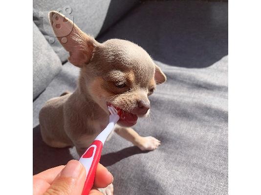 Διατίθενται κουτάβια Chihuahua
